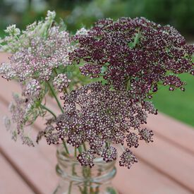 Purple Kisses, Ammi